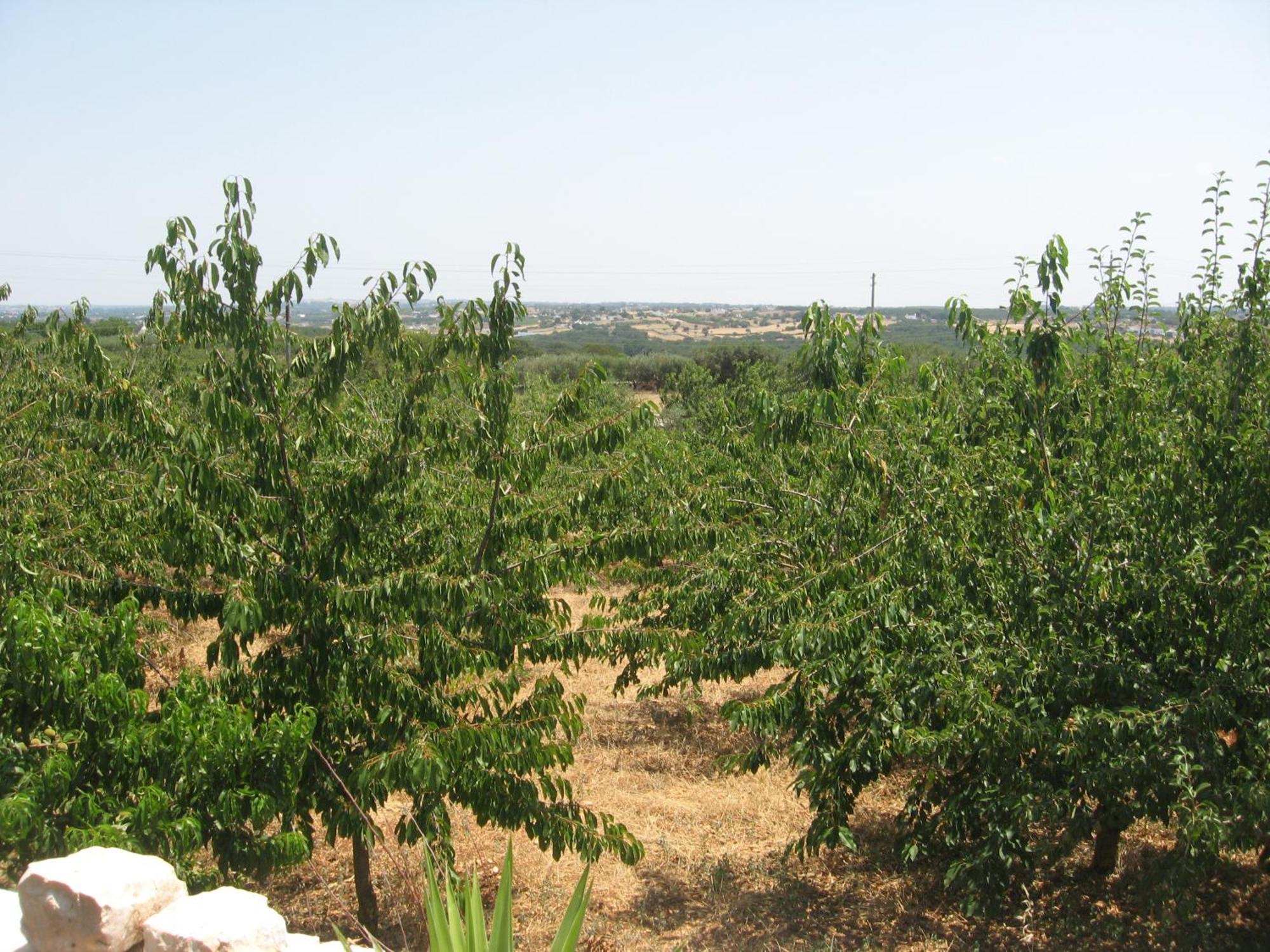 Red Rose B&B Martina Franca Luaran gambar